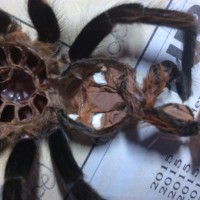 B. Vagans