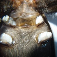 G Pulchra M or F pls?