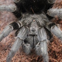 G.pulchra adult female