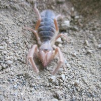 Camel Spider