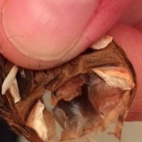 Gbb, male? I don't think so.