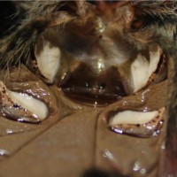 Thrixiopelma ockerti female