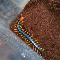 Scolopendra heros castaniceps