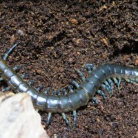 Ethmostigmus Trigonopodus - Blue Ringed Centipede