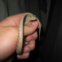 My Pet Alligator lizard