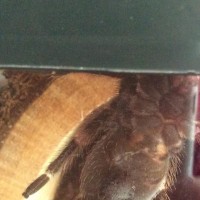 B Smithi better picture