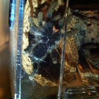 A. Avicularia better picture