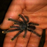 Avicularia