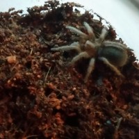 G. Pulchra premolt