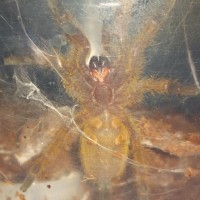 OBT, Male or Female?