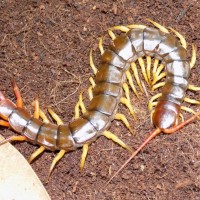 Scolopendra subspinipes