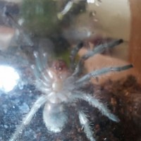 G. Pulchra just molted