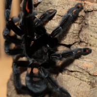 p.irminia