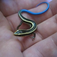 Western Skink