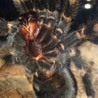 B smithi