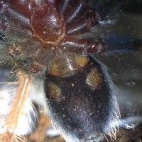 B. boehmei