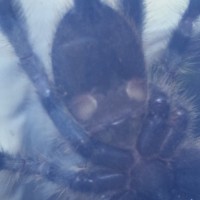 P. regalis