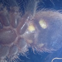 Acanthoscurria geniculata