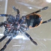 Chromatopelma cyaneopubescens