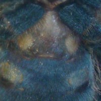 Avicularia Versicolor 1