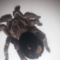 Female ID?