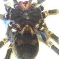 Brachypelma smithi