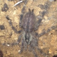 Poecilotheria sp.?