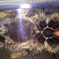 Avicularia amazonica