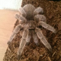 Grammostola Rosea?