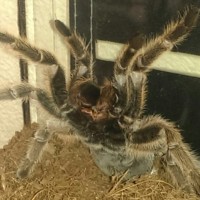 Grammostola Rosea?