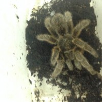 Tarantula ID and sex anyone ?