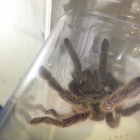 Tarantula ID and sex anyone ?