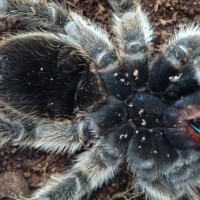 Tarantula  sexing