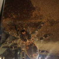 G. pulchripes