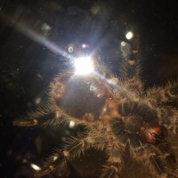 G. pulchripes