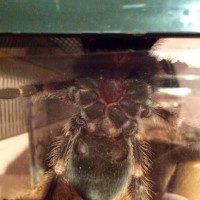 B Smithi