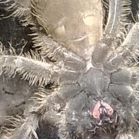 Poecilotheria subfusca