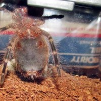 G. Pulchripes