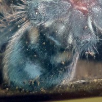 Sold to me as a smithi sling, ended up being a curly!