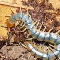 Scolopendra polymorpha