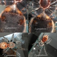 C.cyaneopubescens m/f ?