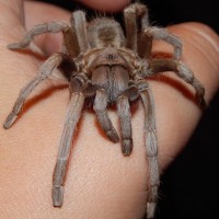 Aphonopelma ap.