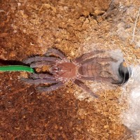 Chilobrachys fimbriatus