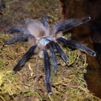 0.1 Monocentropus Balfouri #1