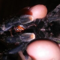 Avicularia avicularia; male or female? Take 2