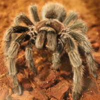 Grammostola rosea