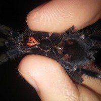 A.avicularia..