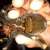 5" B. Smithi