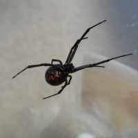 Latrodectus hesperus