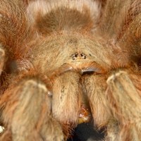 Ginger- Brazilian Giant Blonde Tarantula